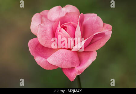 Fiori di rose nel Parco Foto Stock