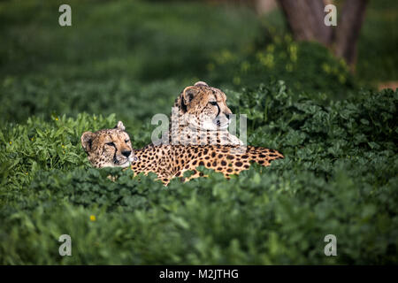 Due belle Wild ghepardo poggiante su campi verdi, Close up Foto Stock