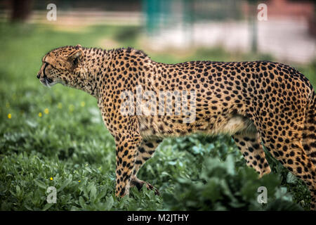 Bella Wild ghepardo attenta a piedi su campi verdi, Close up Foto Stock