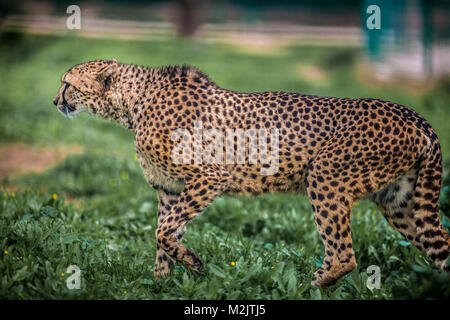 Bella Wild ghepardo attenta a piedi su campi verdi, Close up Foto Stock