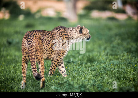 Bella Wild ghepardo attenta a piedi su campi verdi, Close up Foto Stock