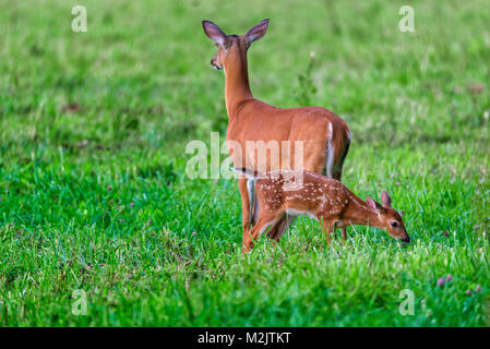 Inquadratura orizzontale di un cerbiatto con la madre in un campo verde Foto Stock