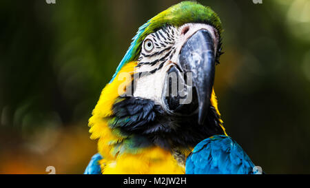 Blu e Giallo Macaw close-up orizzontale scatti con sfondo sfocato Foto Stock