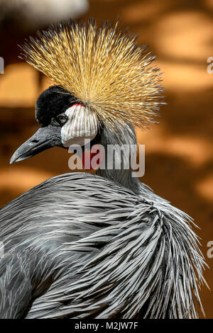 Grey Crowned Crane close-up contro luce marrone terra sfondo sfocato. Umgeni Riv er Bird Park, Durban, SA - Gennaio 2018 -[Credit:Andy Trevaskis] Foto Stock