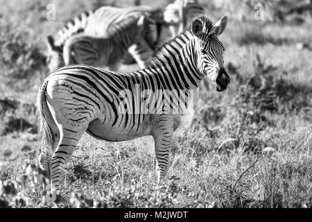 Bianco e nero studio di Zebra nelle praterie - Mkuse Falls riserva privata, KZN - Africa del Sud Foto Stock