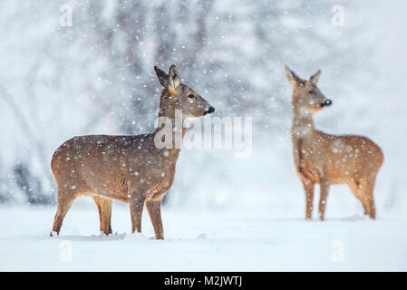 Selvatica caprioli in piedi in una coperta di neve campo durante la nevicata Foto Stock
