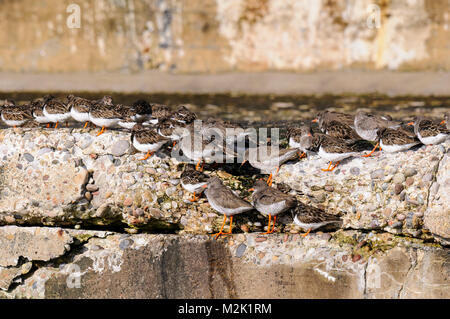 Un misto di gregge di redshanks (Tringa totanus) e turnstones (arenaria interpres), uccelli adulti, sono ' appollaiati sulla parete del porto a Burghead, Morayshire, Sc Foto Stock