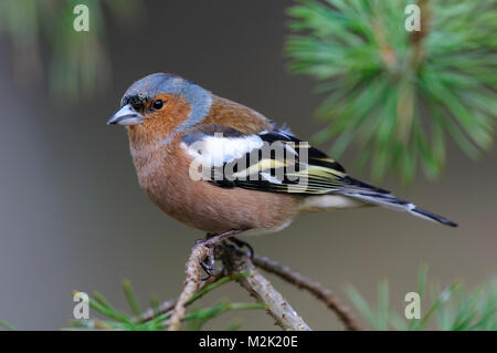 (Fringuello Fringilla coelebs), maschio adulto appollaiato su un ramoscello di pino a Loch Garten, Inverness-shire, Scozia. Marzo. Foto Stock