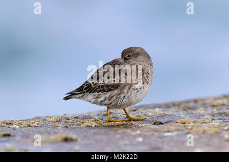 Purple sandpiper (Calidris maritima), adulti sono ' appollaiati con un occhio sul fotografo, sulla parete del porto a Hopeman, Morayshire, Scozia. Marzo. Foto Stock