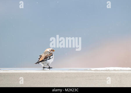 Snow bunting (Plectrophenax nivalis), maschio adulto in livrea invernale in piedi su una parete in una leggera nevicata sul Monte Cairngorm nei Cairngorms Nati Foto Stock