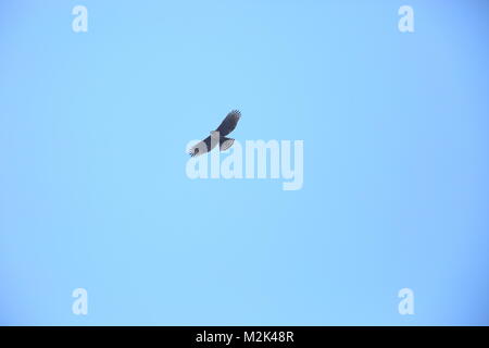 Falco di montagna-eagle (Nisaetus nipalensis) in Giappone Foto Stock