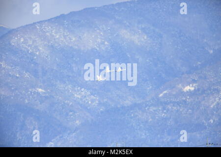 La tundra swan (Cygnus columbianus) in Giappone Foto Stock