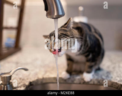 Cat con la lingua fuori a bere dal rubinetto Foto Stock