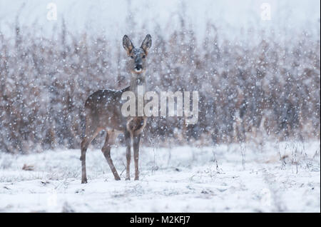 Wild capriolo in una tempesta di neve Foto Stock