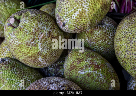 L'albero del pane giamaicano cibo fotografia Foto Stock