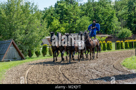 Esecutore maschio in piedi sul cavallo, drivia team di cavalli, nei tradizionali costumi ungheresi. Spettacolo equestre nella campagna di Budapest in Ungheria. Foto Stock