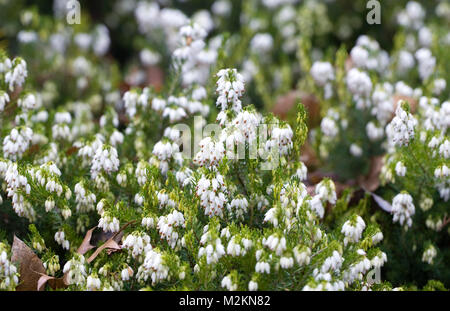 Erica x darleyensis 'Snow sorpresa' Fiori. Foto Stock