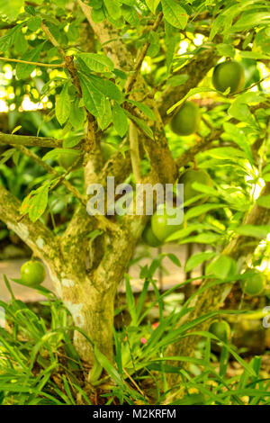 Alberi in Il Coyaba Botanic Gardens, Ocho Rios, Giamaica, West Indies, dei Caraibi Foto Stock