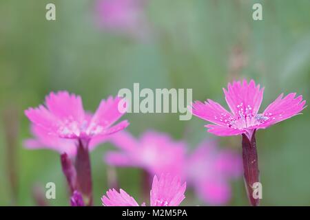 Maiden rosa, Dianthus deltoides, crescente selvatici in Finlandia Foto Stock