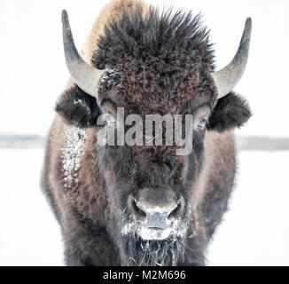 Le pianure Bison (Bison bison bison) o bufalo americano, in inverno, Equitazione Mountain National Park, Manitoba, Canada. Foto Stock