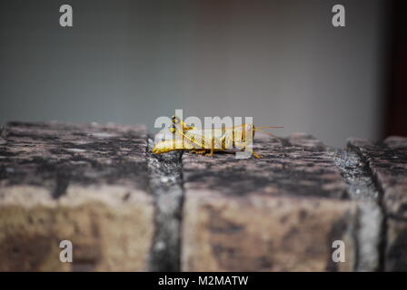 Un tipo di campionatore - OL6287773 Foto Stock