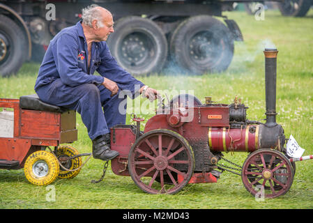 Maschio maturo in tuta blu si sposta lungo il trattore in miniatura motore a vapore su erba, Masham, North Yorkshire, Regno Unito Foto Stock