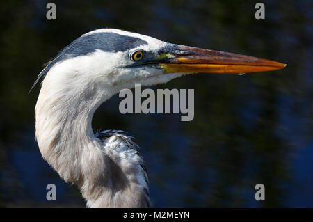 Airone blu, Everglades della Florida Foto Stock