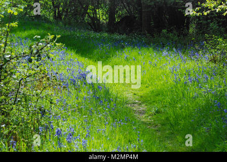 Bluebell foderato percorso boschivo in Berkshire, Regno Unito Foto Stock