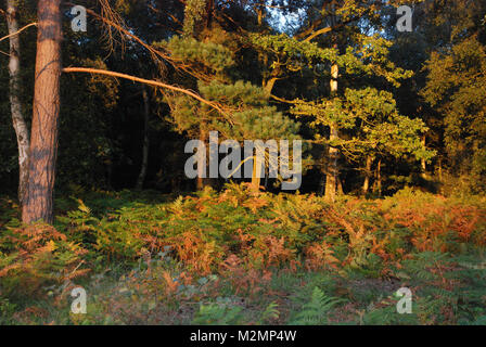 Autunno in scena al Comune Snelsmore vicino a Newbury, Berkshire, Regno Unito, nel sole di sera Foto Stock