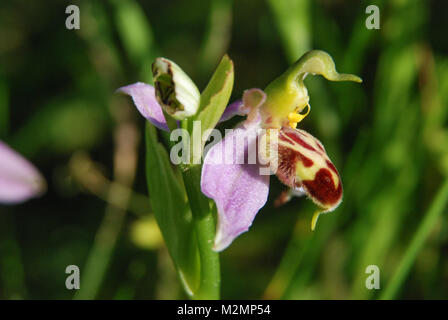 Close-up di un ape (orchidee Ophrys apifera) in un prato di fiori selvaggi in Hampshire, Regno Unito Foto Stock