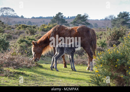 New Forest pony con assistenza infermieristica puledro in New Forest National Park in Hampshire, Regno Unito Foto Stock