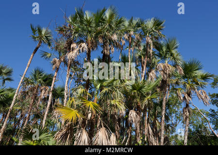 Mogano sito amaca, Everglades National Park, Florida Foto Stock