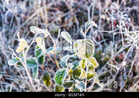 Macro closeup di brina dei cristalli di ghiaccio sulle foglie verdi piante in mattinata la neve, la luce solare che mostra il dettaglio e texture Foto Stock