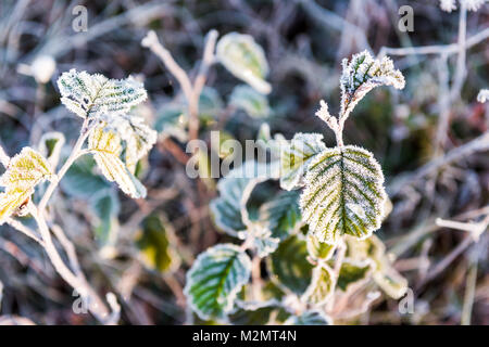 Macro closeup di brina dei cristalli di ghiaccio sulle foglie verdi piante in mattinata la neve, la luce solare che mostra il dettaglio e texture Foto Stock