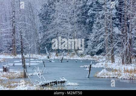 Marsh e coperta di neve alberi sulla isola di Vancouver Foto Stock