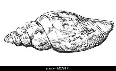 Disegno a mano di conchiglia. Vettore illustrazione monocromatica della conchiglia (conchiglia) isolato su sfondo bianco. Illustrazione Vettoriale