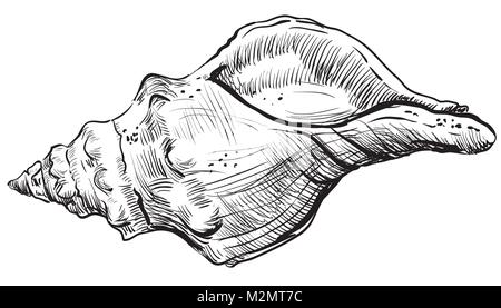 Disegno a mano di conchiglia. Vettore illustrazione monocromatica di spirale seashell isolato su sfondo bianco. Illustrazione Vettoriale