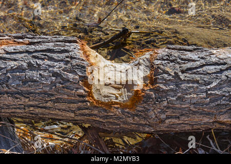 Close up di castoro masticato pianure pioppi neri americani Tree, Castle Rock ci Colorado Foto Stock