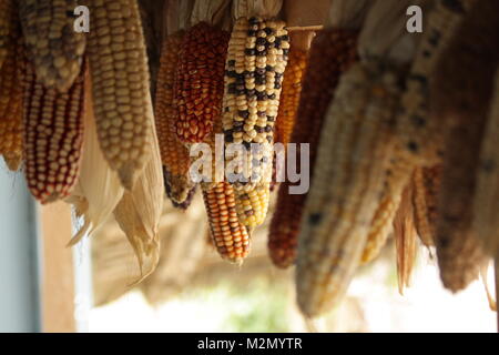 Varietà di mais appeso a un casale negli altopiani del Perù Foto Stock