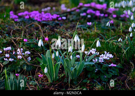 Galanthus,snowdrops,snowdrop,ciclamino coum,cyclamens,TAPPETO,prato,l'erba,naturalise,naturalizzato,ammassarsi,grumi,Molla,fiore,fiori,fioritura,mix,miscelati,p Foto Stock