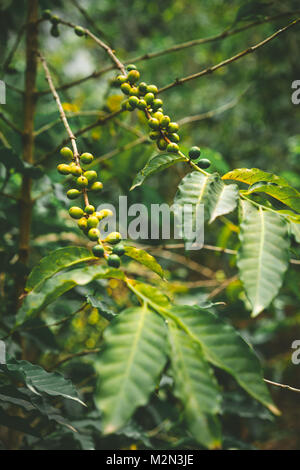 Locali coltivati coffe plantage. Il ramo verde con i chicchi di caffè e fogliame. Santo Antao Isola, Capo Verde Foto Stock