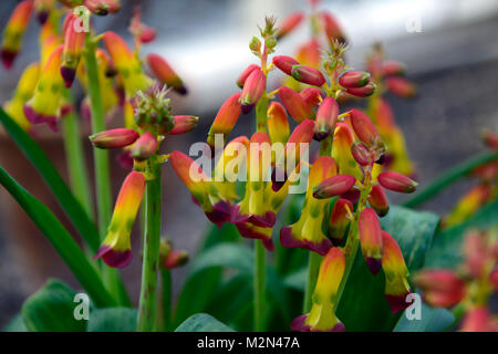 Lachenalia aloides,cape cowslip,fiori,fioritura,fiore, blumi, giallo, rosso, houseplants ,all'interno ,all'interno,gara,RM Floral Foto Stock