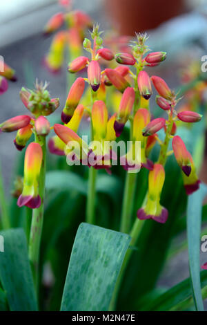 Lachenalia aloides,cape cowslip,fiori,fioritura,fiore, blumi, giallo, rosso, houseplants ,all'interno ,all'interno,gara,RM Floral Foto Stock