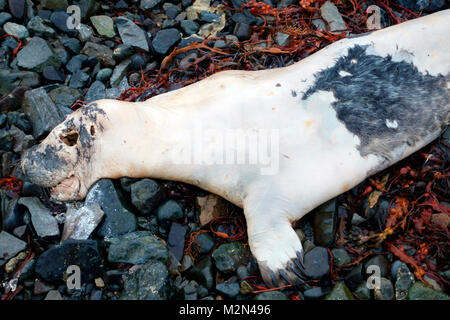 Guarnizione morto pup lavato fino sulla spiaggia unica sull'Isola di Mull Foto Stock