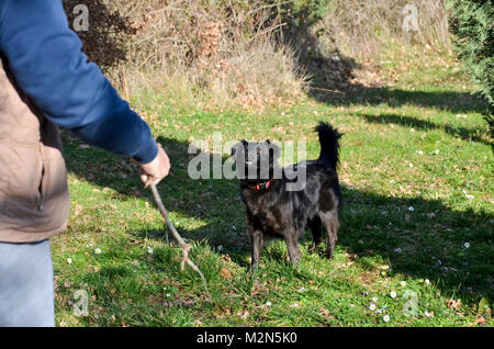 Cane nero è in attesa per il suo bastone a goccia Foto Stock