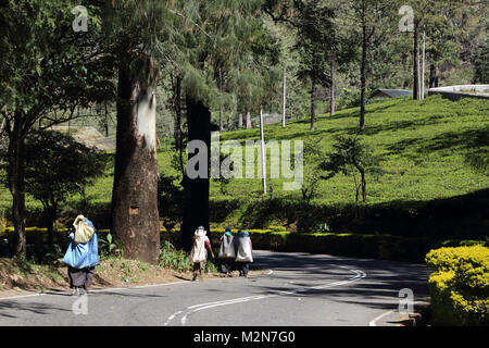 Valle Kelani piantagioni Nuwara Eliya Hill Country provincia centrale dello Sri Lanka raccoglitori di tè a piedi a lavorare nella piantagione di tè di Labookellie Foto Stock