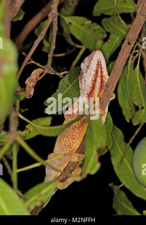 Oustalet's Chameleon (Furcifer oustaleti) adulto aggrappandosi al ramo di notte, endemica malgascia Ampijoroa stazione forestale, Ankarafantsika Riserva, Mad Foto Stock