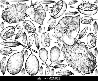 La frutta tropicale, illustrazione di mano il bozzetto di fresco e Ambarella cornuto o Melone Kiwano frutti isolati su sfondo bianco. Illustrazione Vettoriale