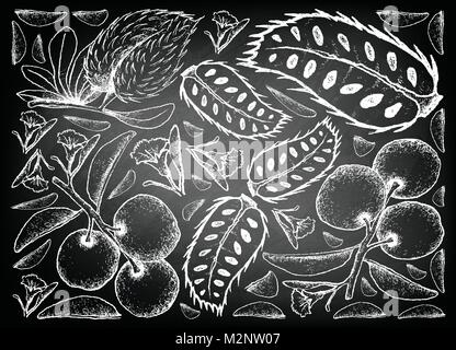 Frutta fresca, lo sfondo dell'illustrazione di mano il bozzetto di sego fresca prugna o Ximenia Americana e Soursop o Annona Muricata la frutta in gesso nero Illustrazione Vettoriale