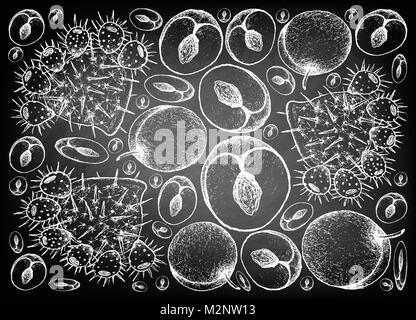 Frutta fresca, lo sfondo dell'illustrazione di mano il bozzetto prugna fresca e di fico d'India o Indian fig Opuntia frutti sulla lavagna. Illustrazione Vettoriale